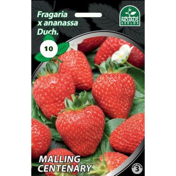 Frigo maasikataimed MALLING...