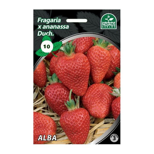 10tk ALBA A Frigo maasikas seemikud