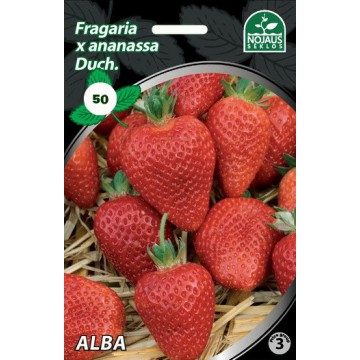 50tk. ALBA maasikataimed FRIGO