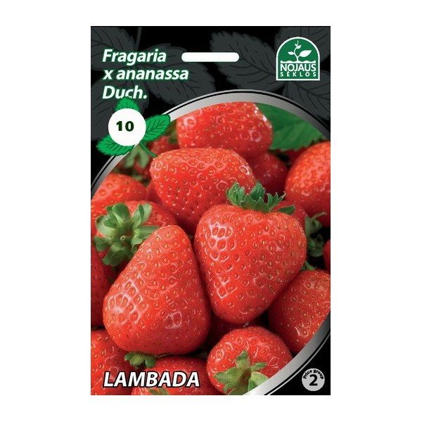 10tk LAMBADA A Frigo maasikataimed