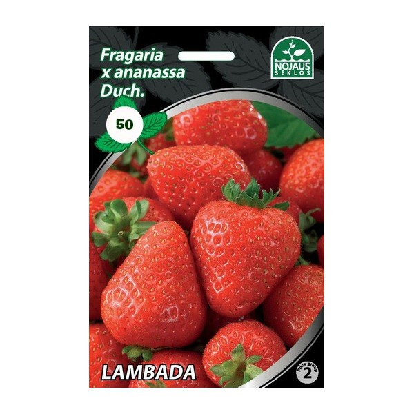 FRIGO LAMBADA A (50 tk)