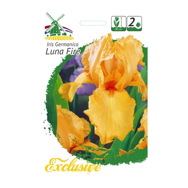 EXCLUSIVE Aediiris LUNA FIRE