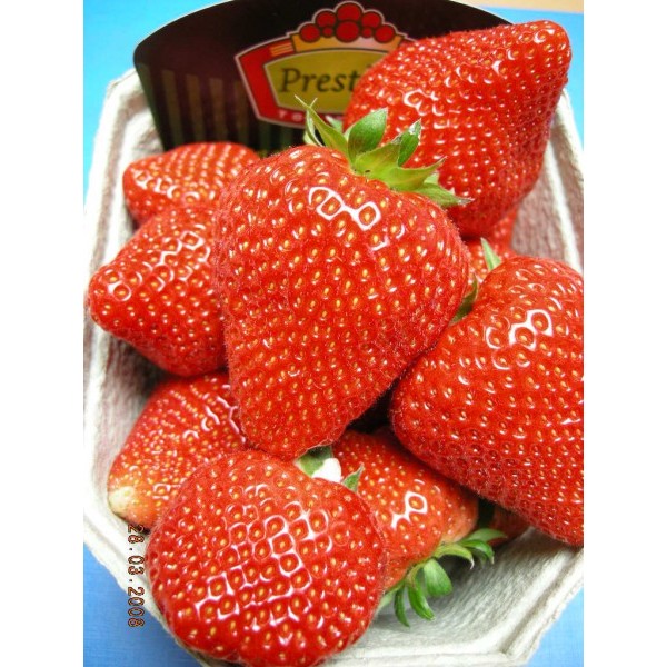 10tk ELIANNY maasikataimed FRIGO