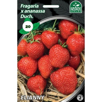 Frigo maasikataimed ELIANNY...