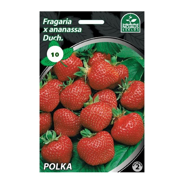 10tk POLKA A Frigo maasikataimed