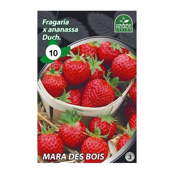 10tk MARA DES BOIS A Frigo maasikataimed