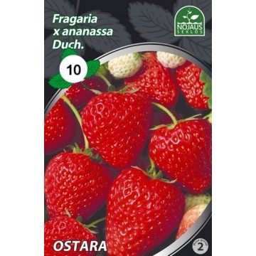Frigo maasikataimed OSTARA...