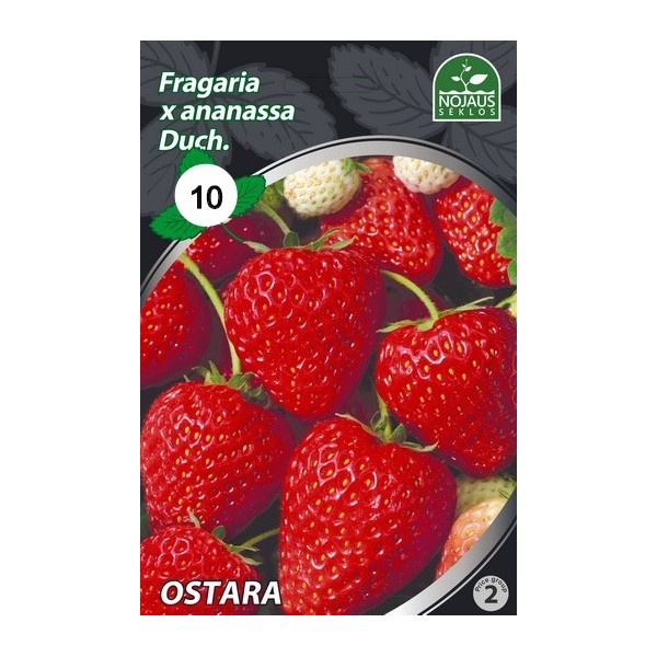 10tk OSTARA A Frigo maasikataimed