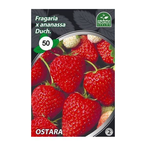 50tk OSTARA A Frigo maasikataimed