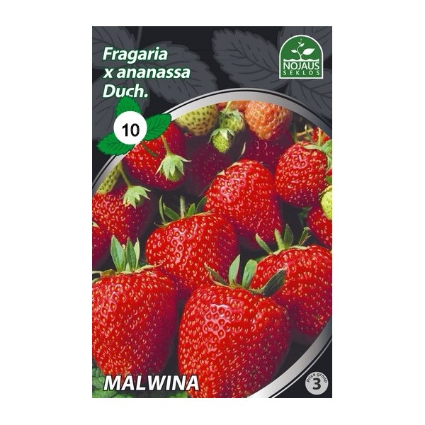 10tk MALWINA A Frigo maasikataimed