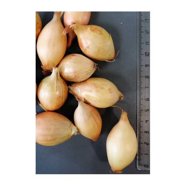 STURON 21/24 HILINE SIBULATAIMEDE, (1KG)