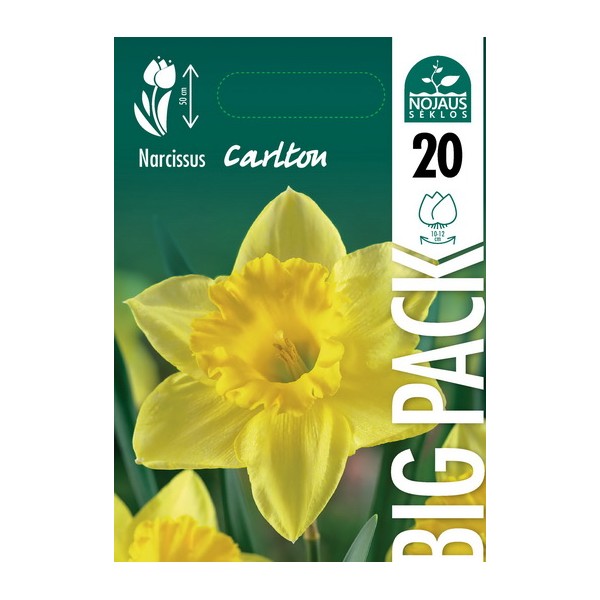 NARCISSUS BIG PACK CARLTON 20tk.