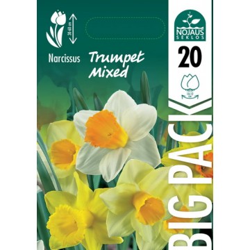 NARCISSUS BIG PACK TRUMPET...