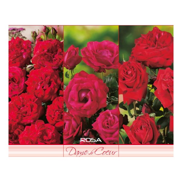 Teehübriidroos ‘Dame de Coeur’, punane