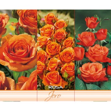 TEA HYBRID ROSE JORO ORANGE