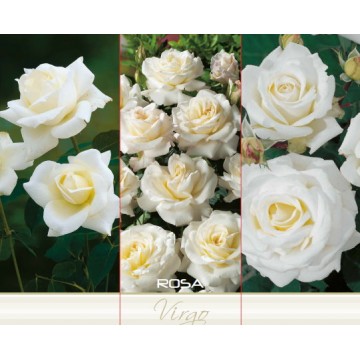 TEA HYBRID ROSE VIRGO White