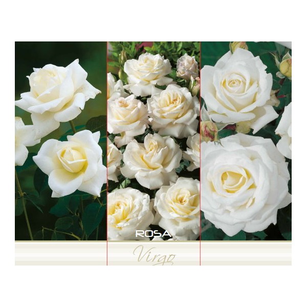 Teehübriidroos ‘Virgo’, valge