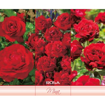 POLYANT ROSE MINA RED