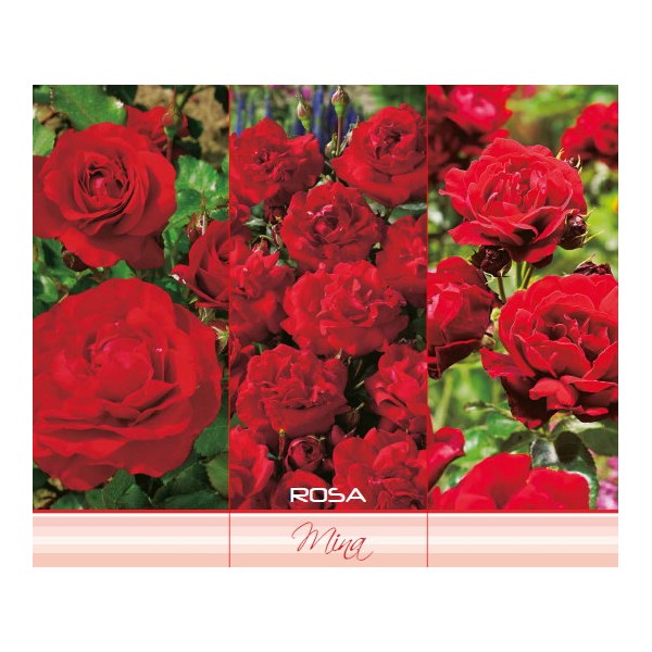 Polüantne roos ‘Mina’, punane