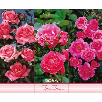 POLYANTHUS ROSE TOM TOM ROOSA