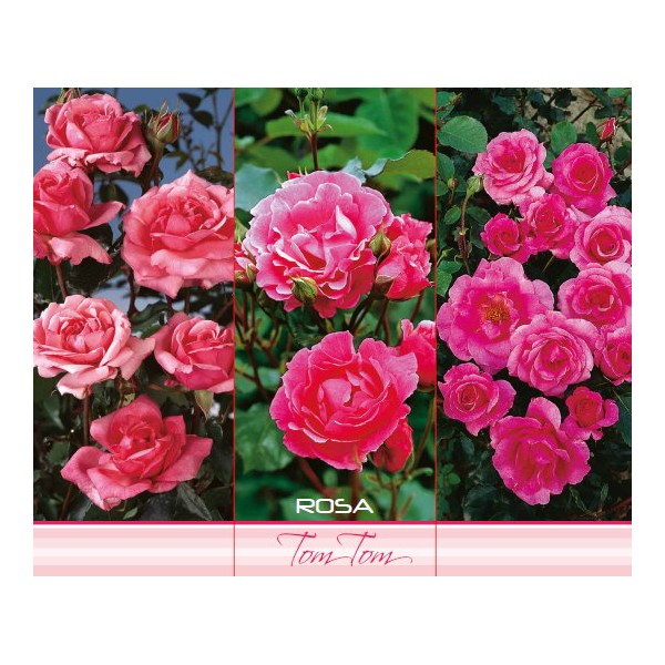 Polüantne roos ‘Tom Tom’, roosa