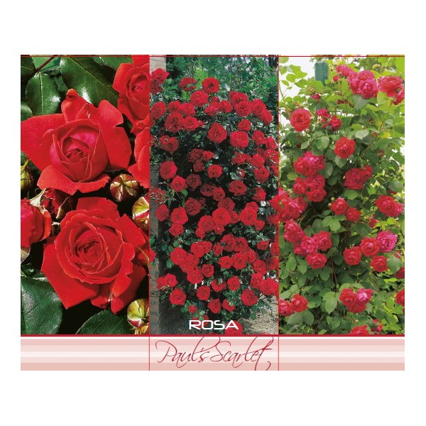 Polüantne roniroos Paul’s Scarlet Red