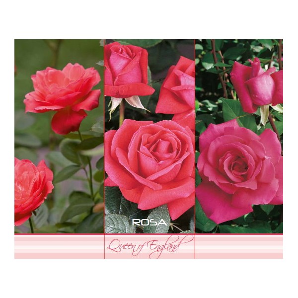 Teehübriidroos ‘Queen of England’, roosa