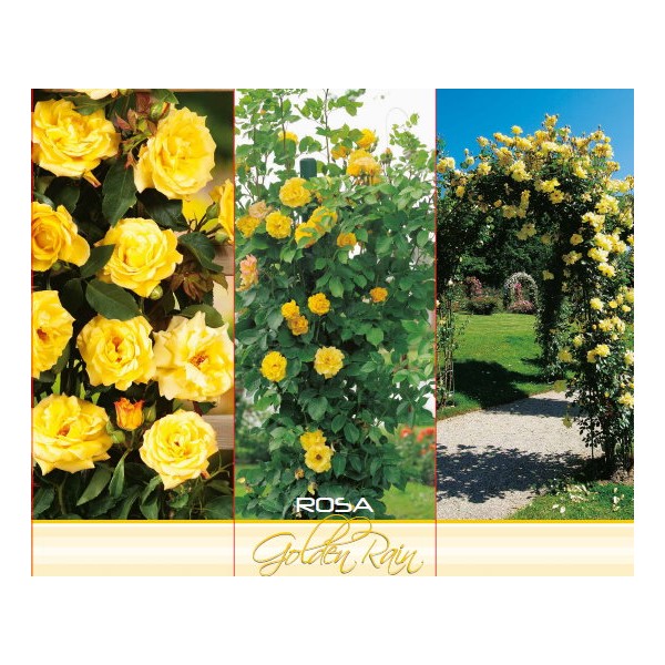 Polüantne roniroos ‘Golden Rain’, kollane