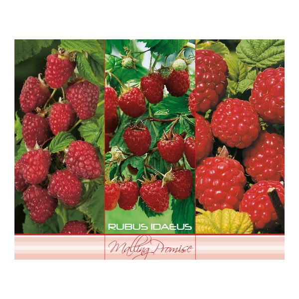 Rubus Idaeus MALLING PROMISE