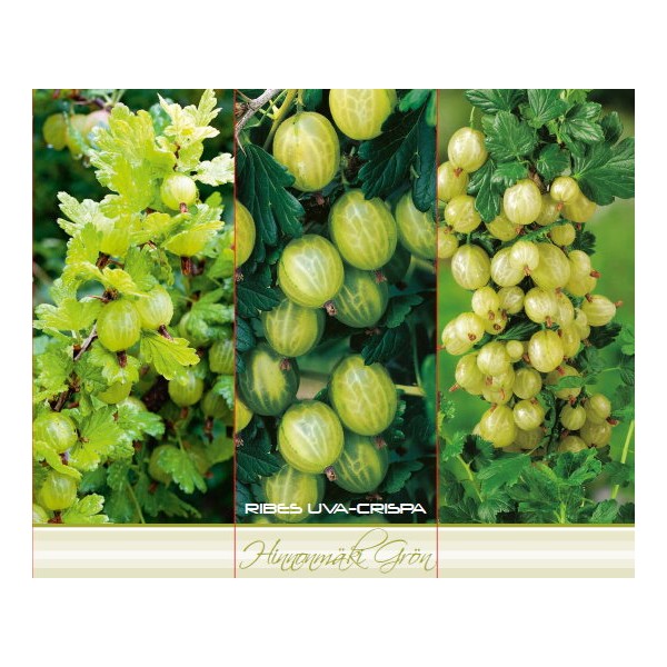 Roheline karusmari ‘Hinnonmäki Grön’