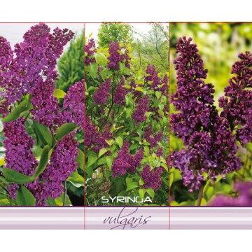 SYRINGA VULGARIS