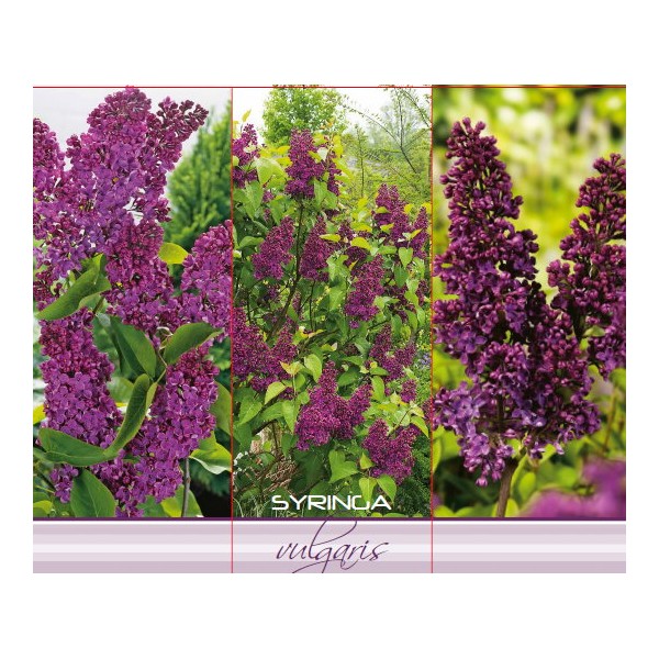 SYRINGA VULGARIS
