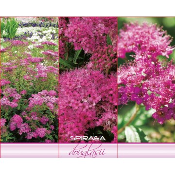 SPIRAEA DOUGLASII