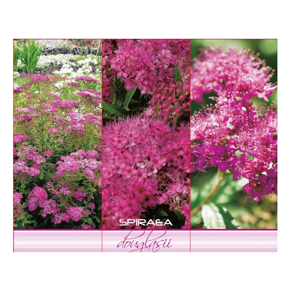 SPIRAEA DOUGLASII