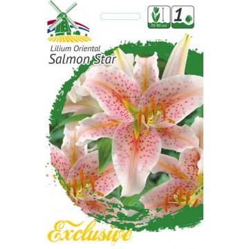 EXCLUSIVE LELIJOS SALMON STAR