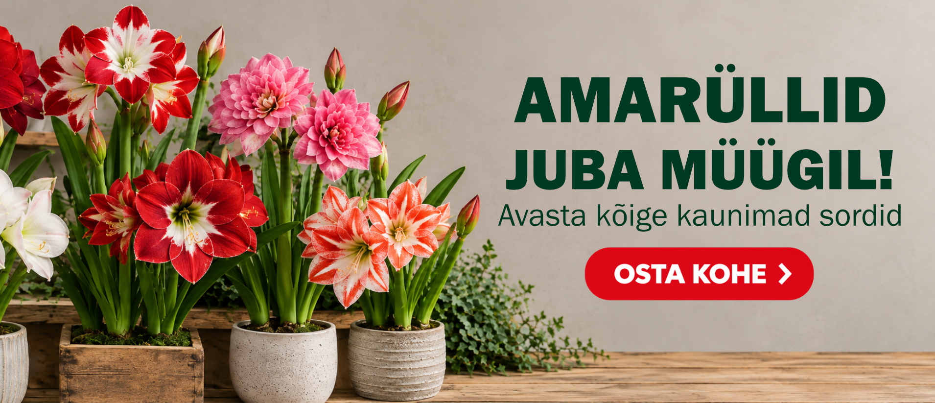Meileniai jau prekyboje EE