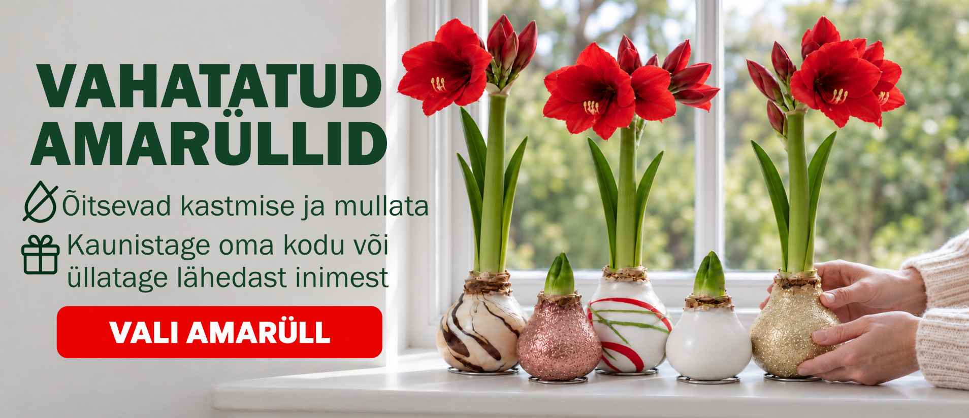 Vaškuoti amariliai EE