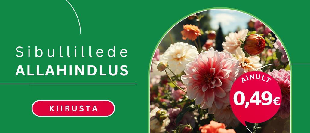Svogūninės po 0,49€ EE
