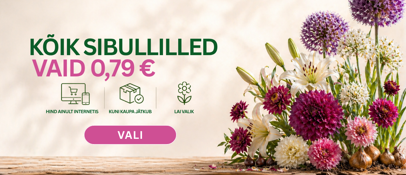 Svogūninės  0,99€ EE