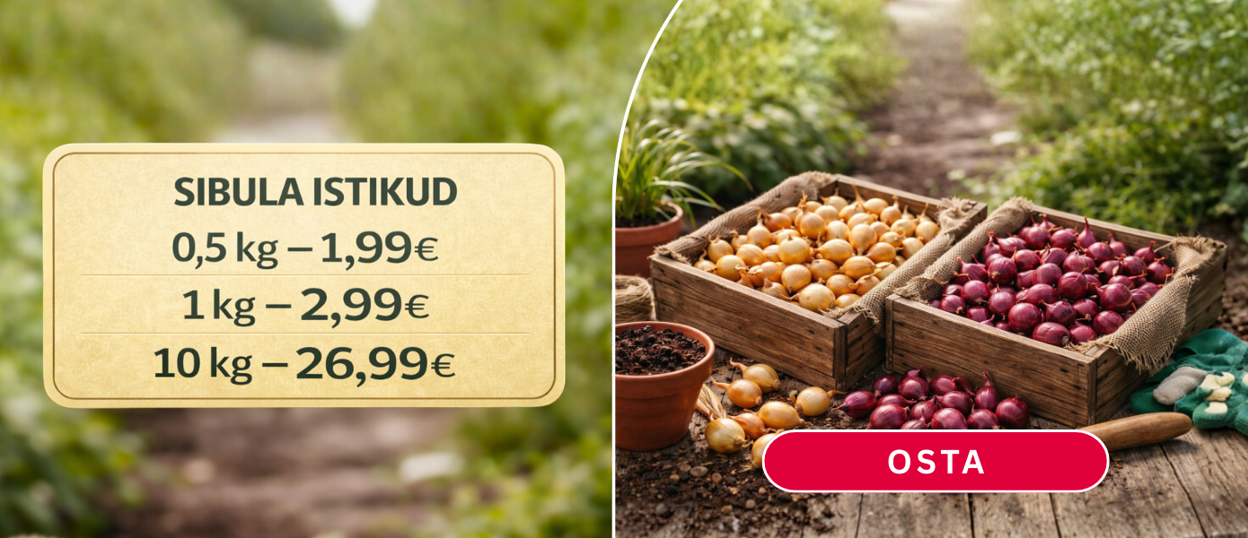 Svogūnų sodinukai EE